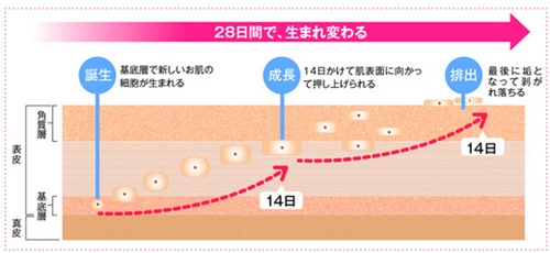 プリモ妊娠線予防クリーム